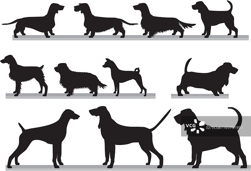 猎犬合集图片素材