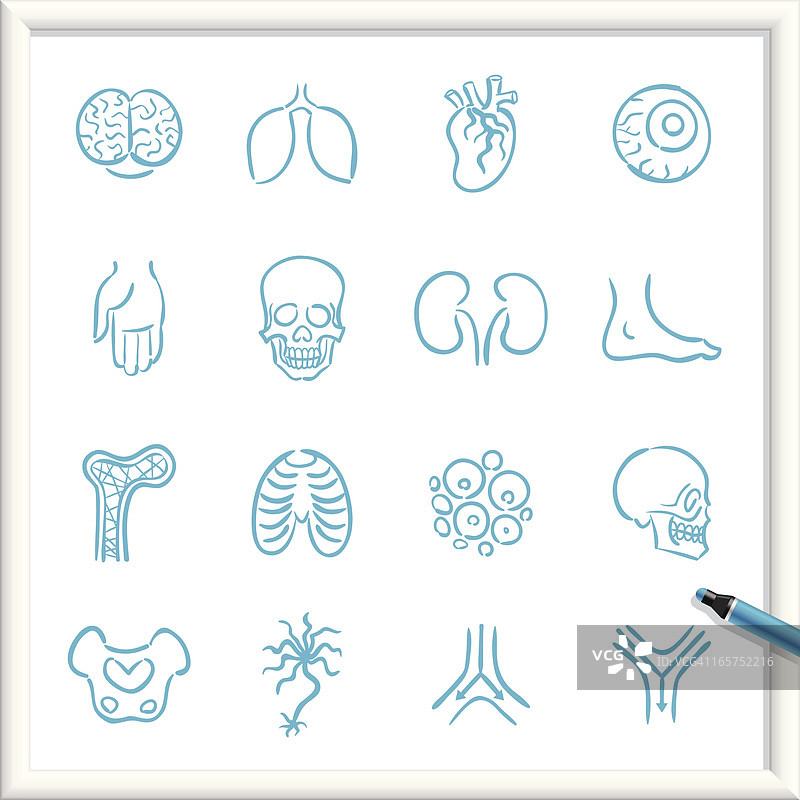 素描图标 - 解剖图片素材