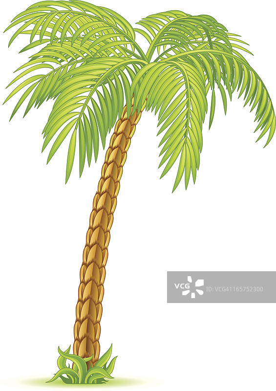 矢量棕榈树图片素材
