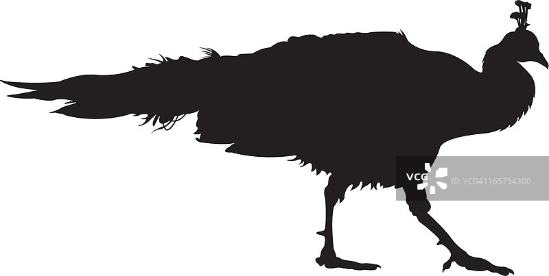 孔雀剪影图片素材