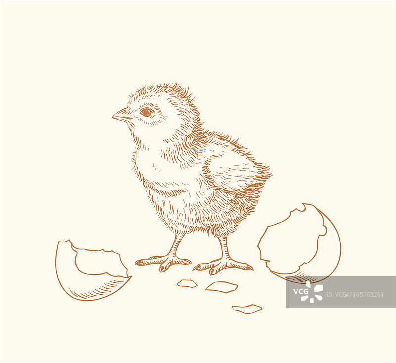 手绘破壳小鸡图片素材