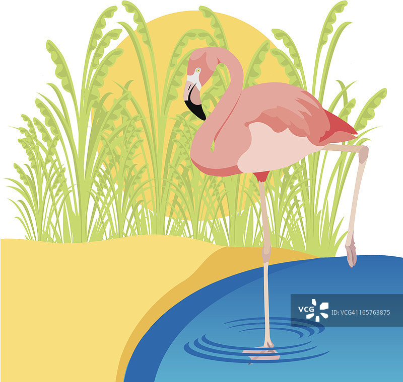池塘里的火烈鸟图片素材