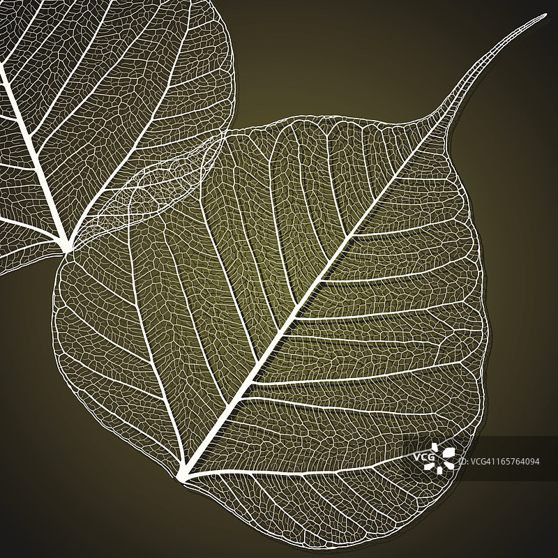 透明的椴树叶图片素材