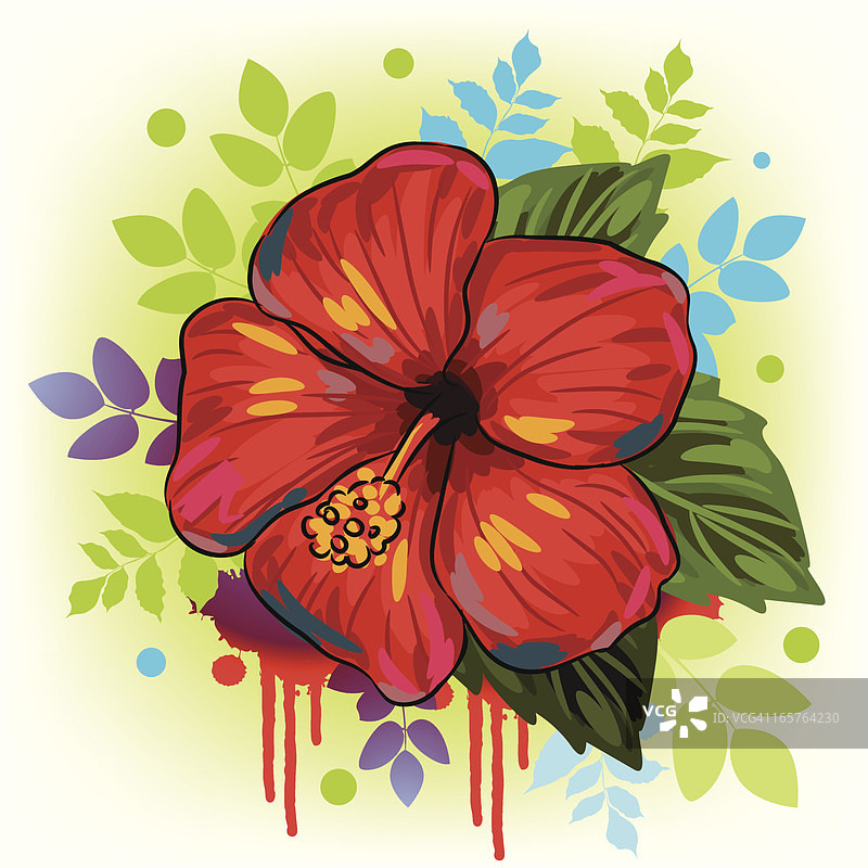 美丽的扶桑花图片素材