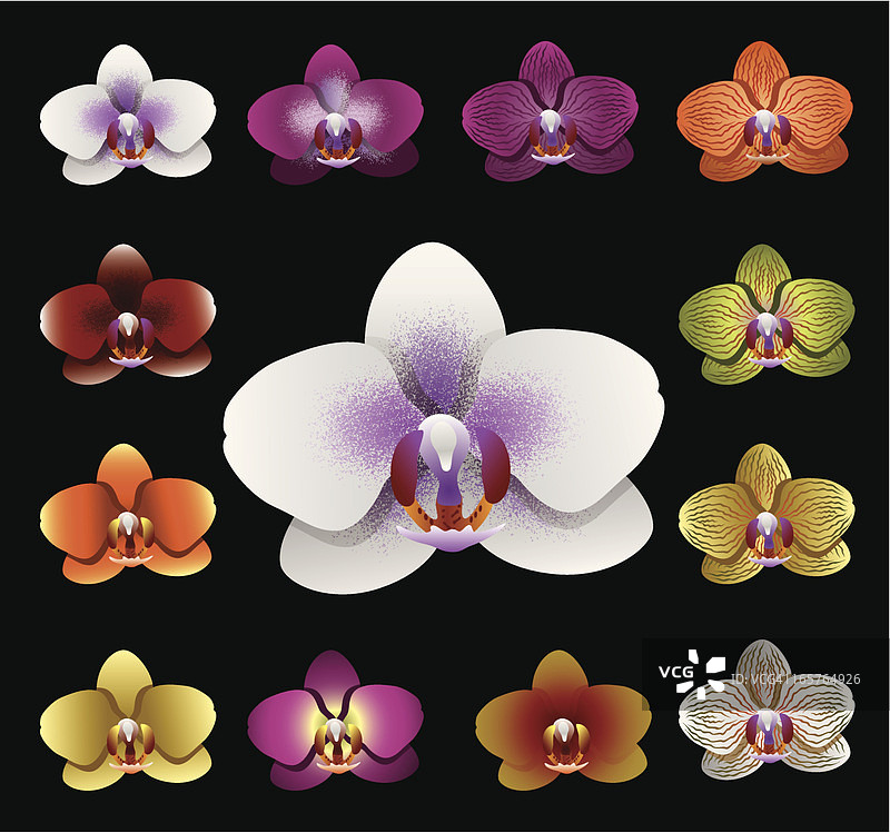 花卉 - 兰花图片素材