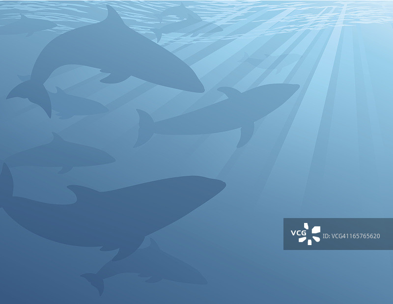 水下的海豚图片素材