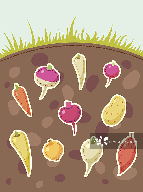 地下生长的根茎类蔬菜图片素材