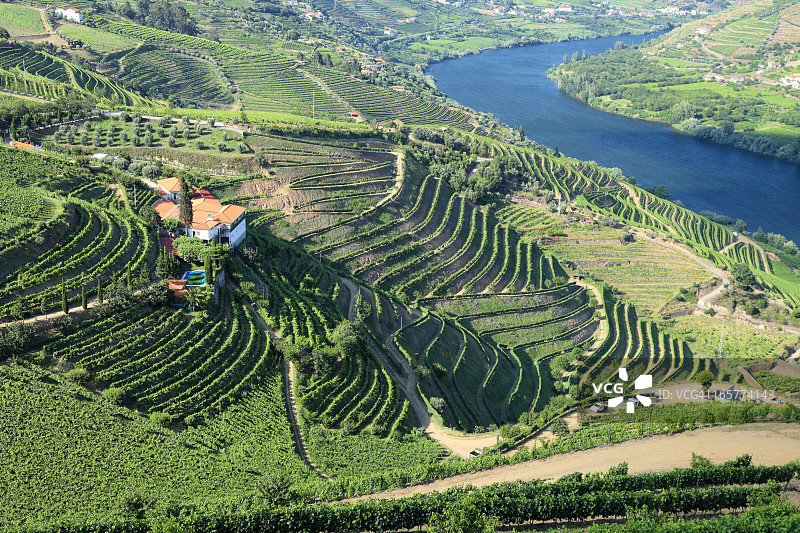 杜罗河谷的葡萄园图片素材