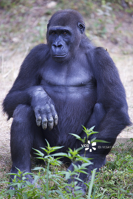 成年的西部低地大猩猩图片素材
