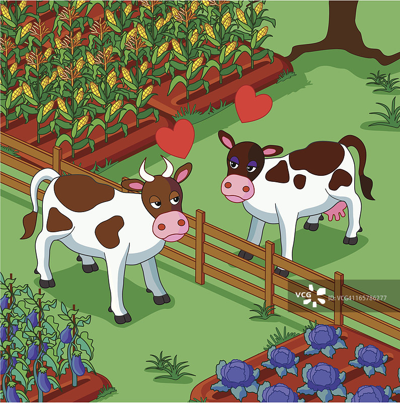 相爱的奶牛图片素材