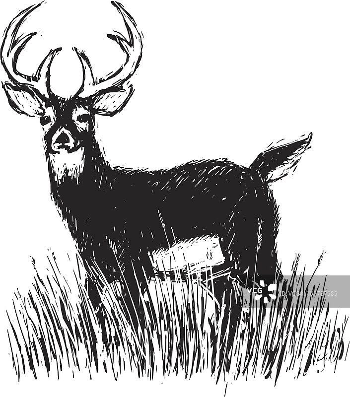 站立的鹿图片素材