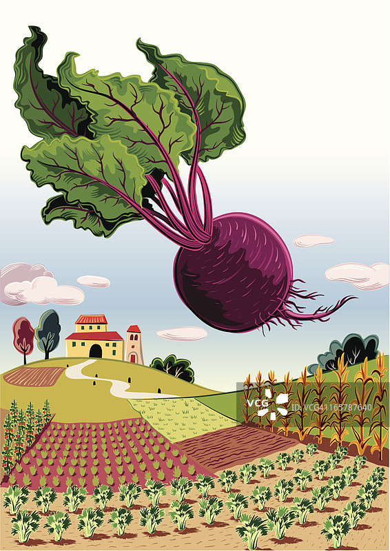 甜菜根田园风光图片素材