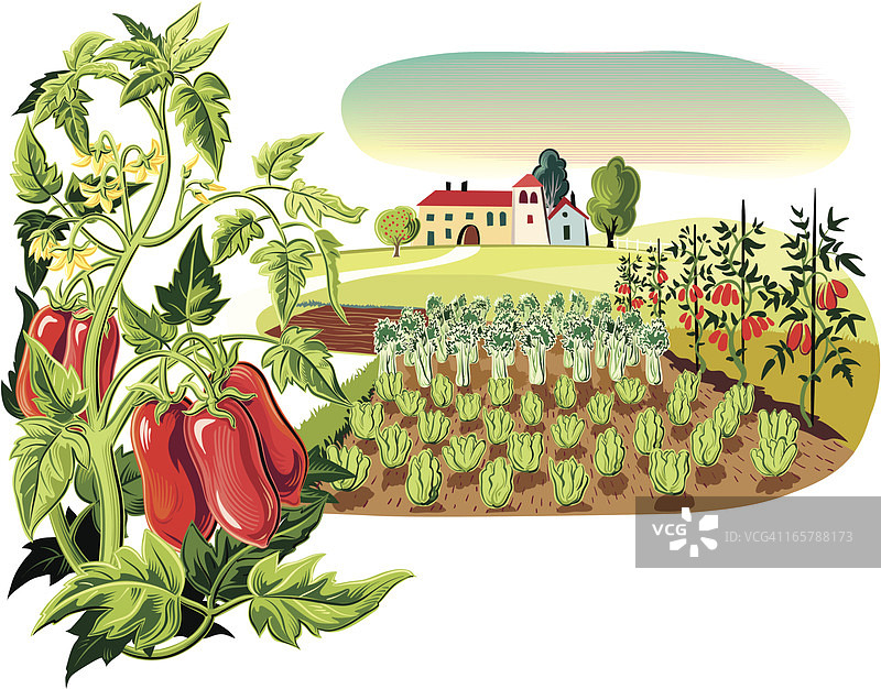 番茄植株风景图片素材