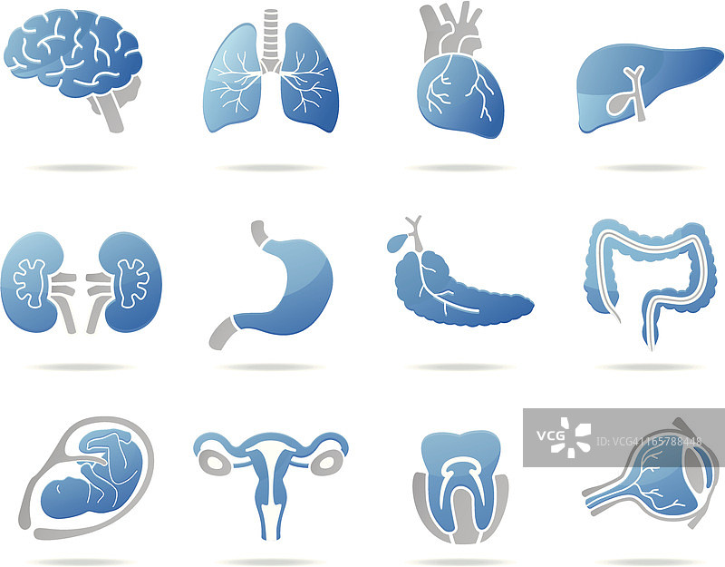 人体器官图标图片素材