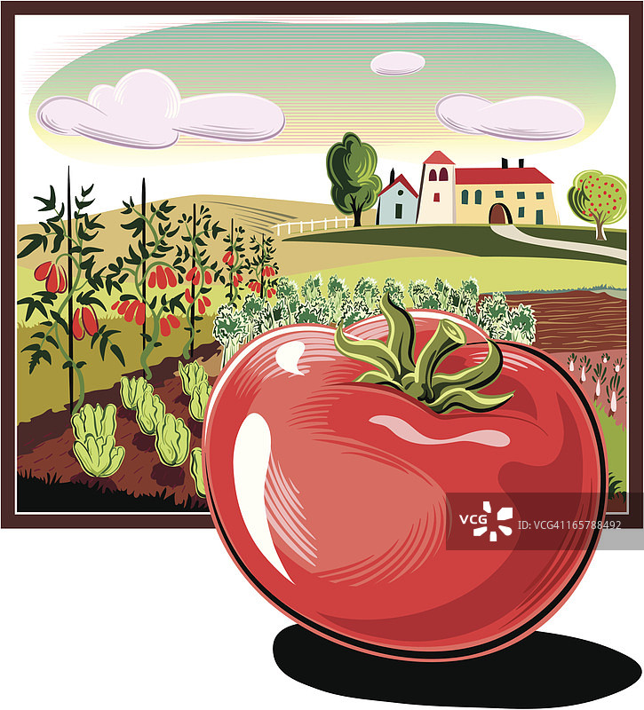 方形框架中的番茄景观图片素材