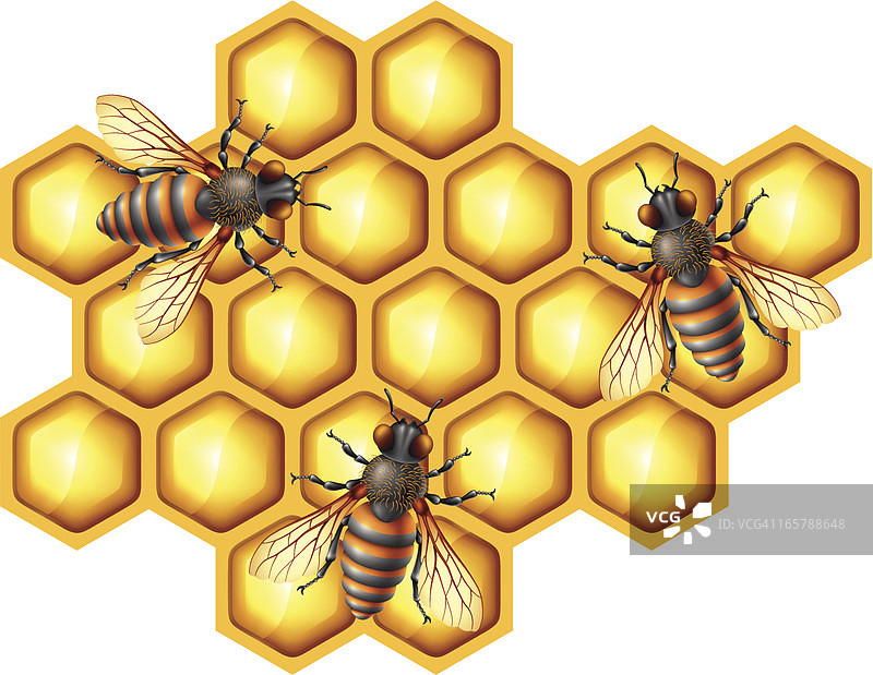 蜜蜂与蜂巢图片素材
