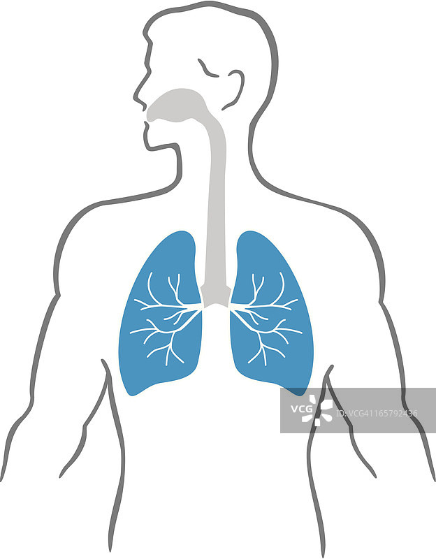 肺与人体图片素材