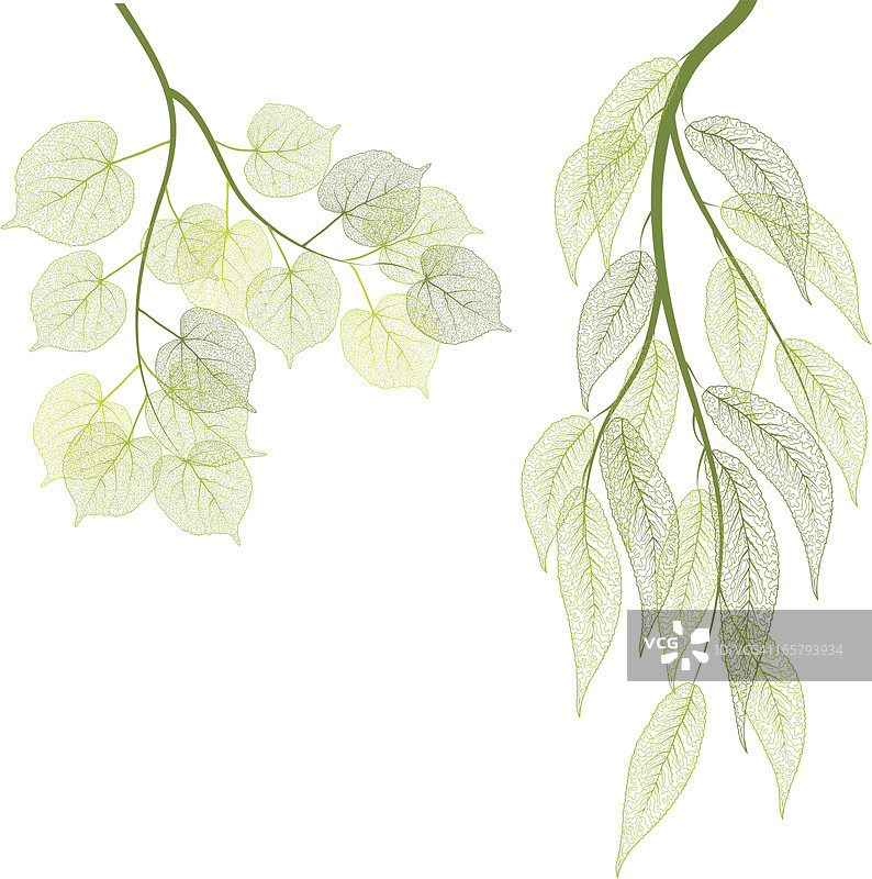 绿色的叶子图片素材