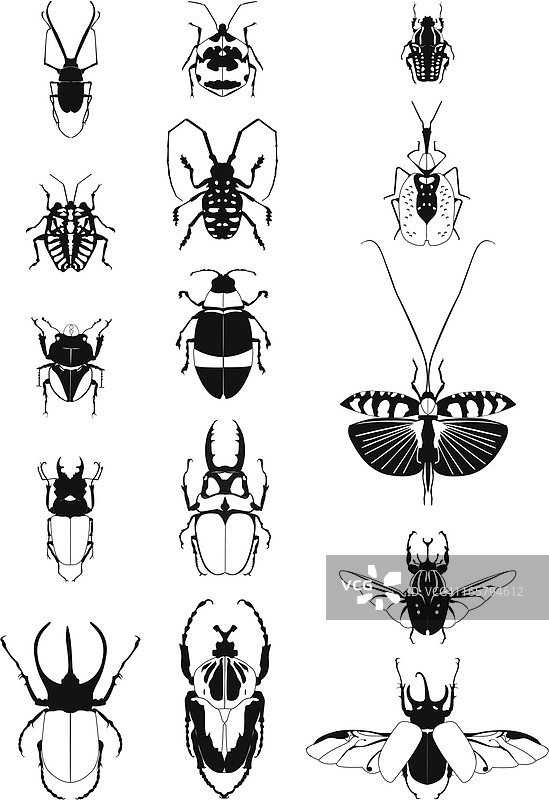 甲虫和其他昆虫插画图片素材