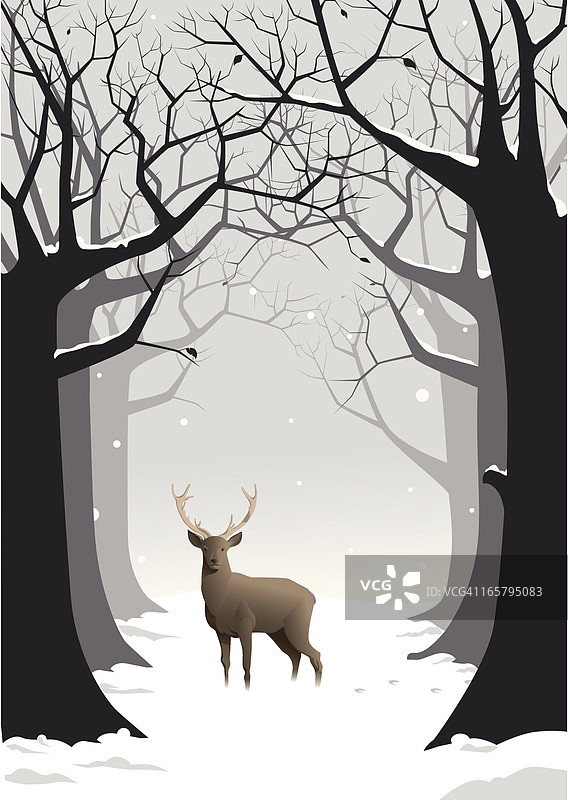 冬季的鹿图片素材