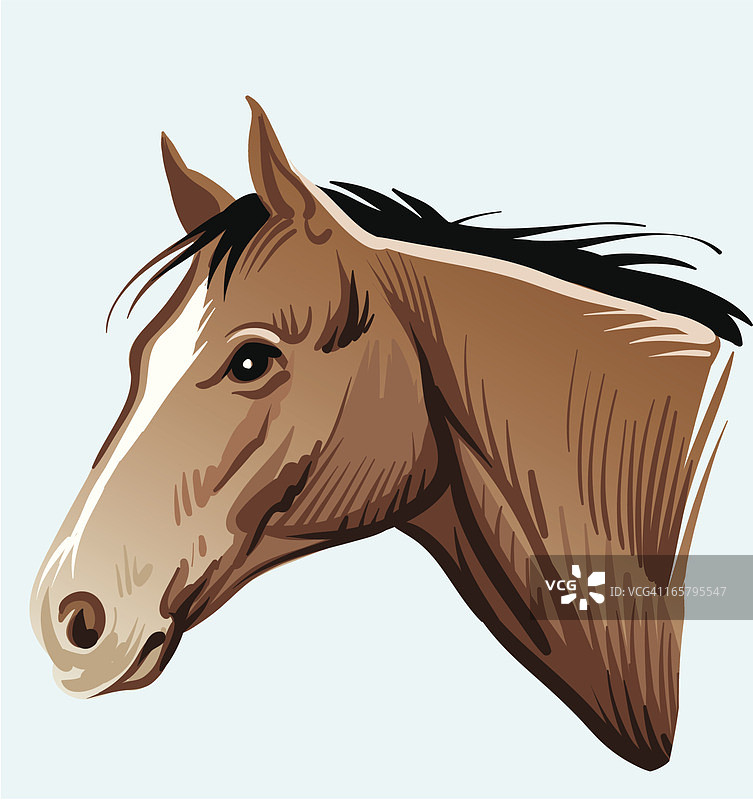 马的头图片素材