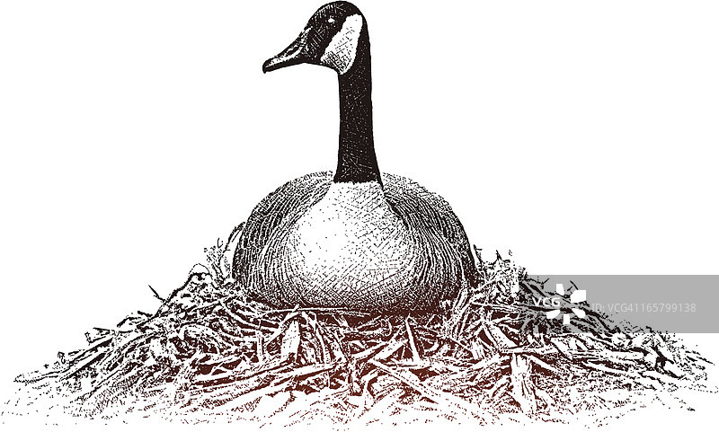 在巢中的鹅图片素材