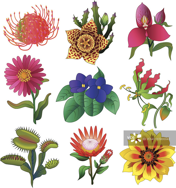 热带花卉图片素材