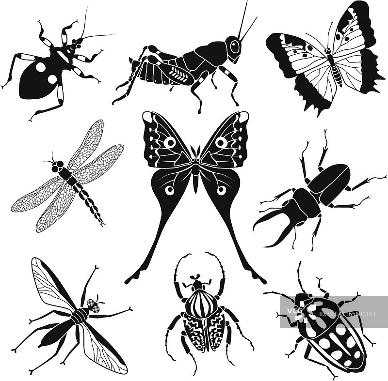 热带昆虫图片素材