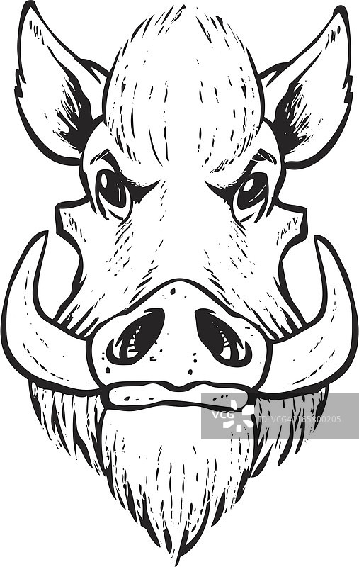 野猪头素描图片素材