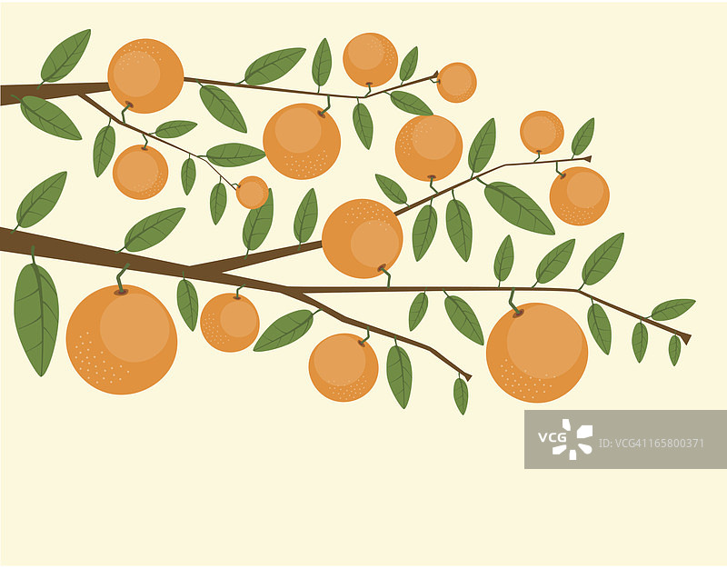 橘子树枝条图片素材