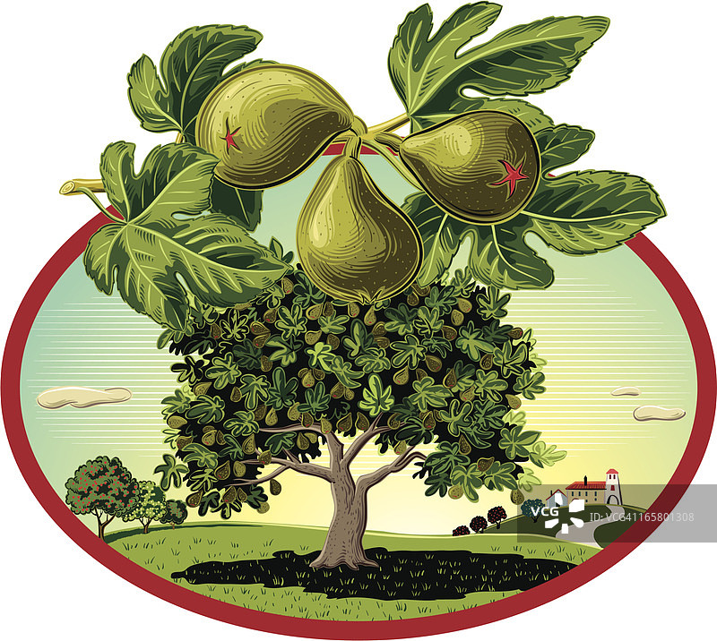 椭圆形画框中的无花果树图片素材