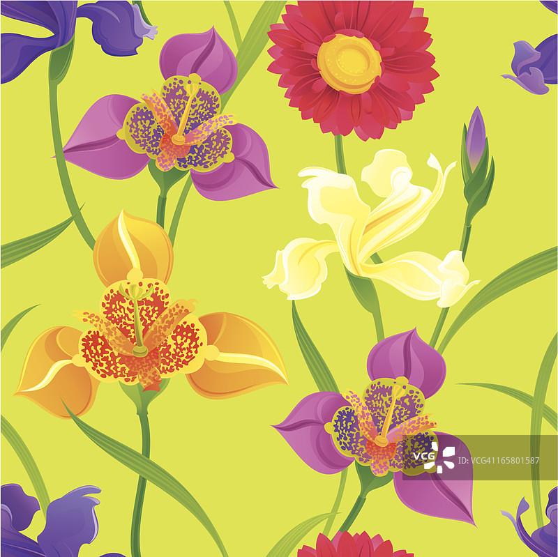 春季花卉图案（非洲菊、鸢尾花和虎皮百合）图片素材
