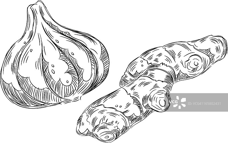 大蒜和生姜的精细画作图片素材