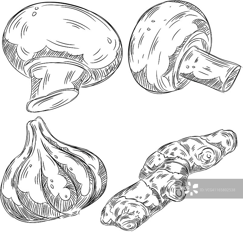 蔬菜的精细图纸图片素材