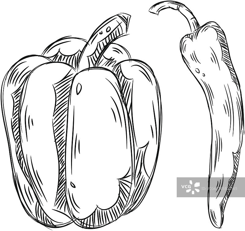 甜椒和辣椒的详细图纸图片素材