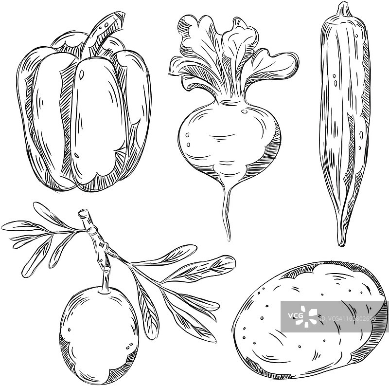 蔬菜的详细图纸图片素材