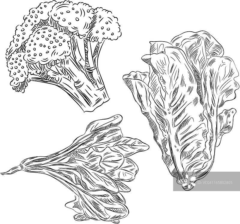 蔬菜的详细图纸图片素材