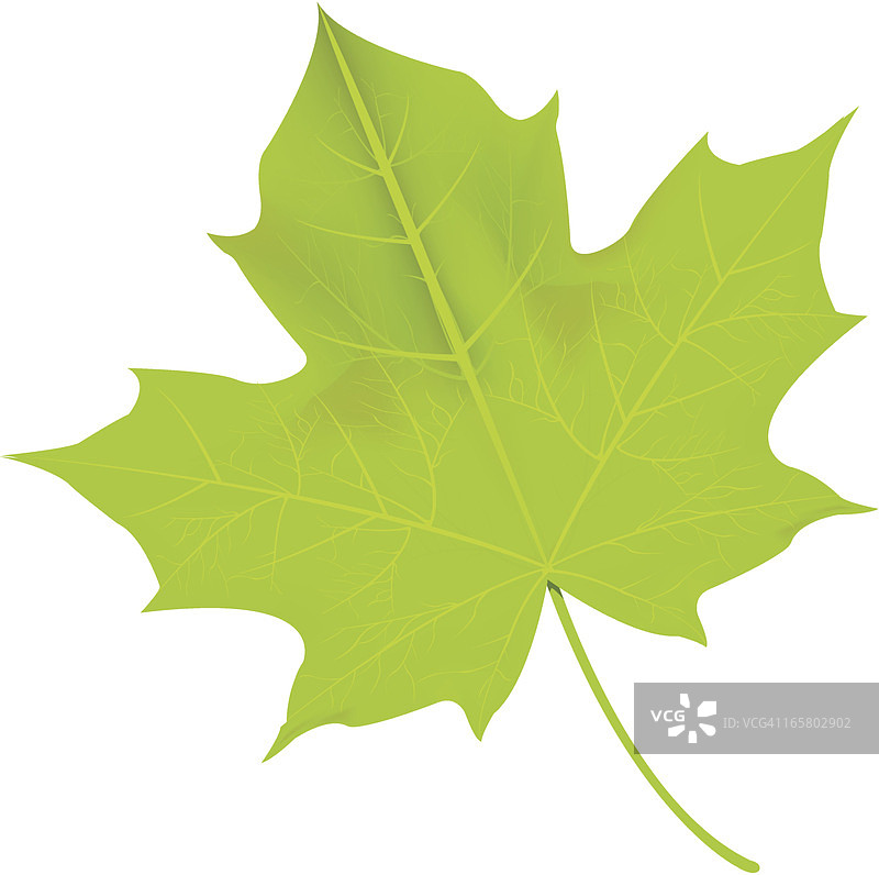 绿色的叶子图片素材