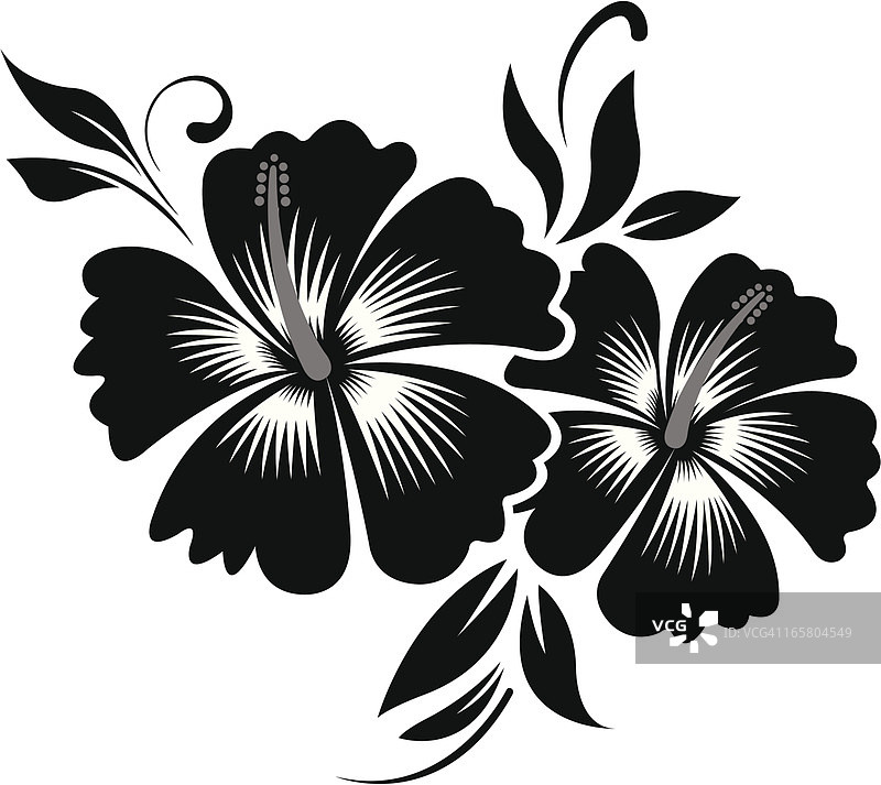 芙蓉花剪影图片素材