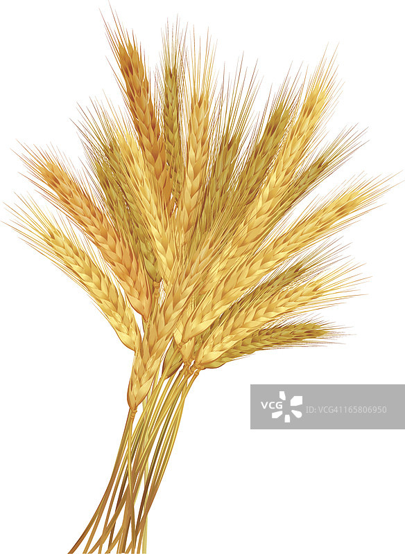 小麦图片素材