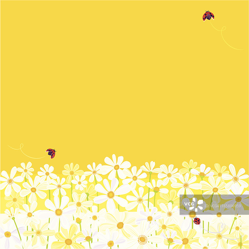 黄色背景上的雏菊与飞舞的瓢虫图片素材