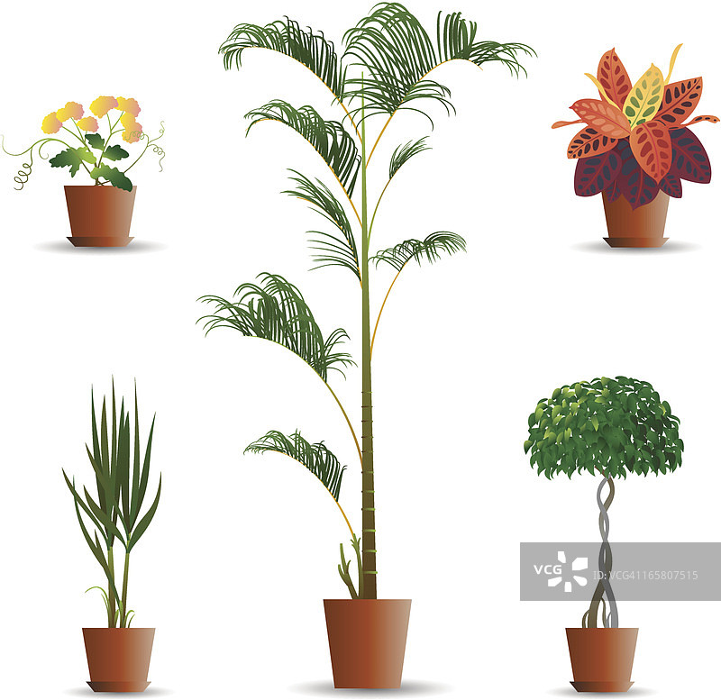 栽培植物图片素材