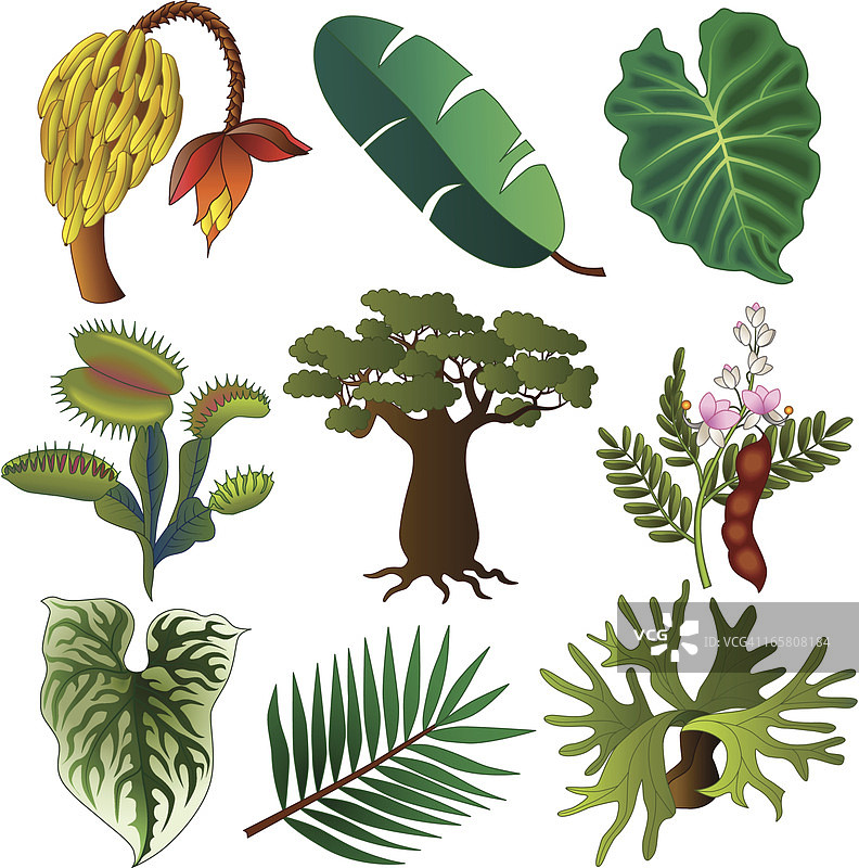 热带非洲植物图片素材
