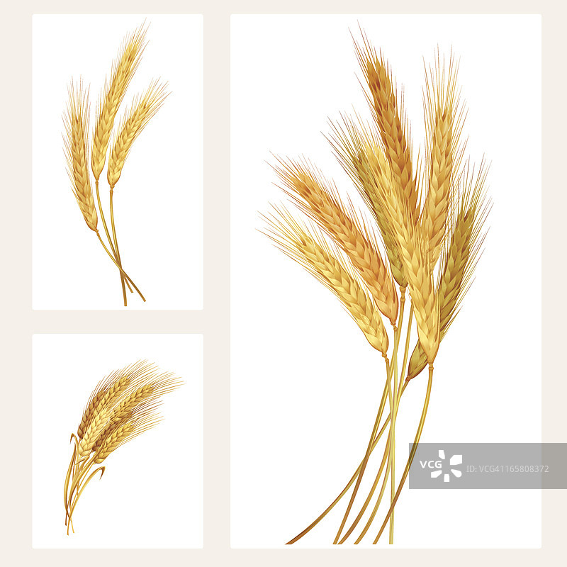 小麦套装图片素材