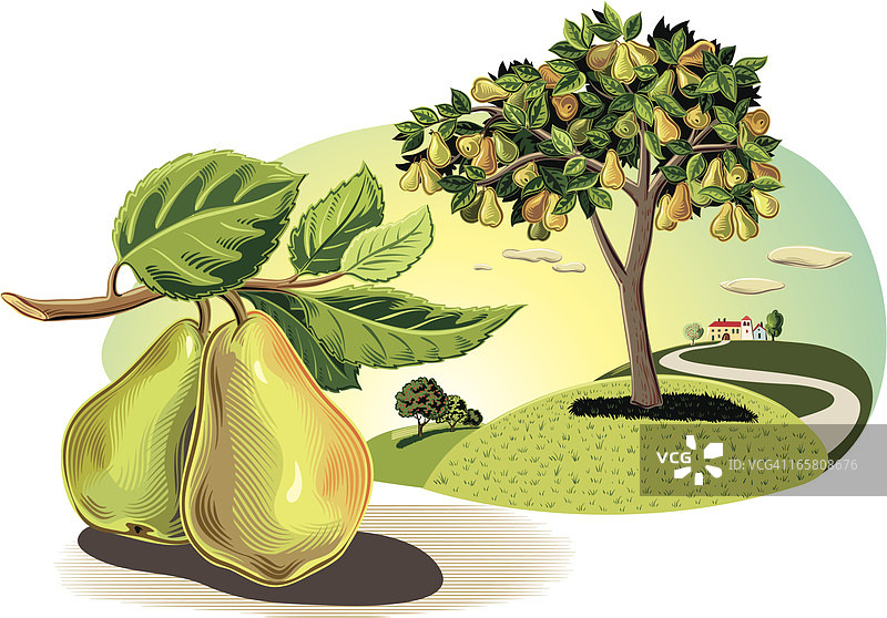 梨树果园图片素材