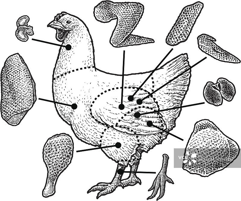 家禽肉类切割—鸡肉图片素材