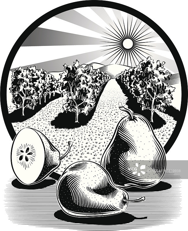 椭圆形框架中的梨子果园图片素材