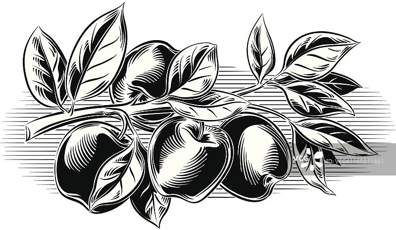 苹果树枝图片素材