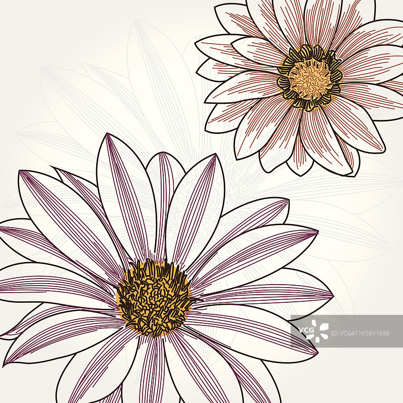 勋章菊图片素材