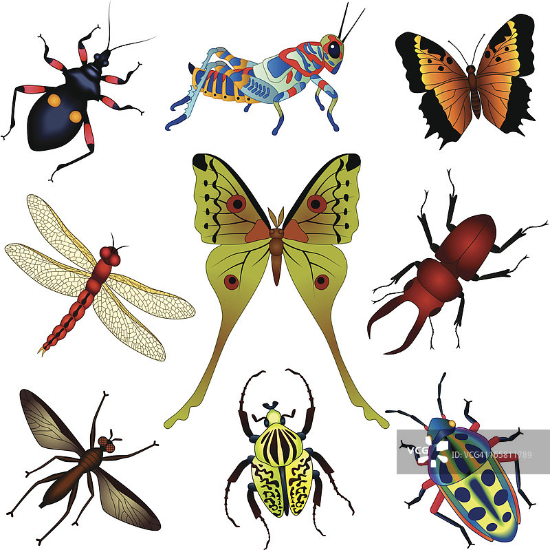 热带昆虫图片素材